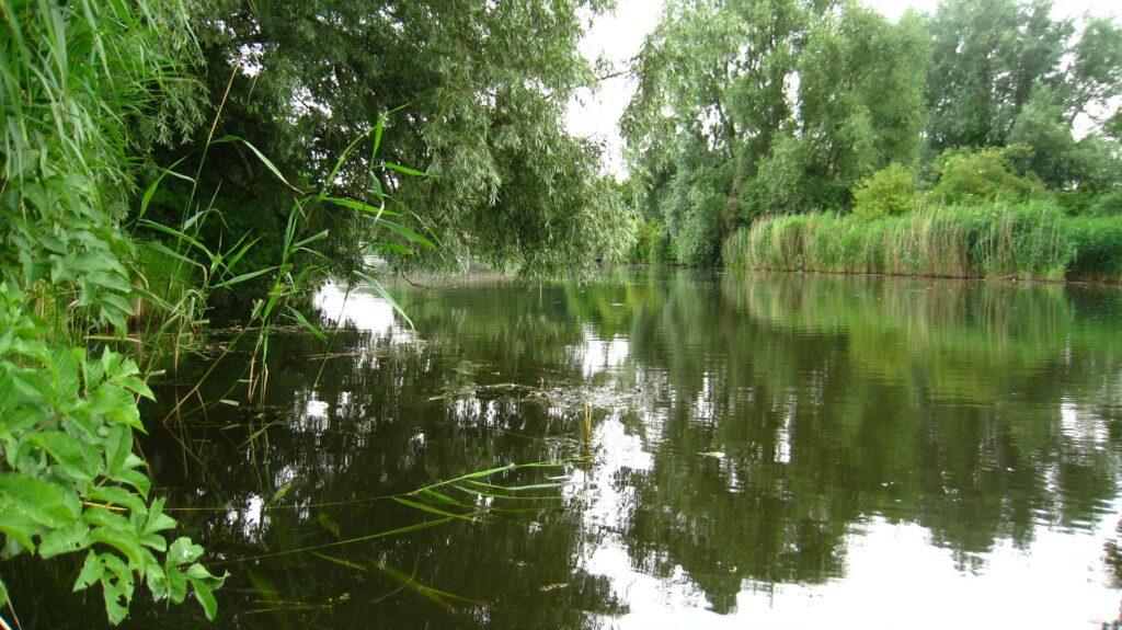 Serene summer river with lush green trees and tall grasses reflecting in calm water wallpaper background