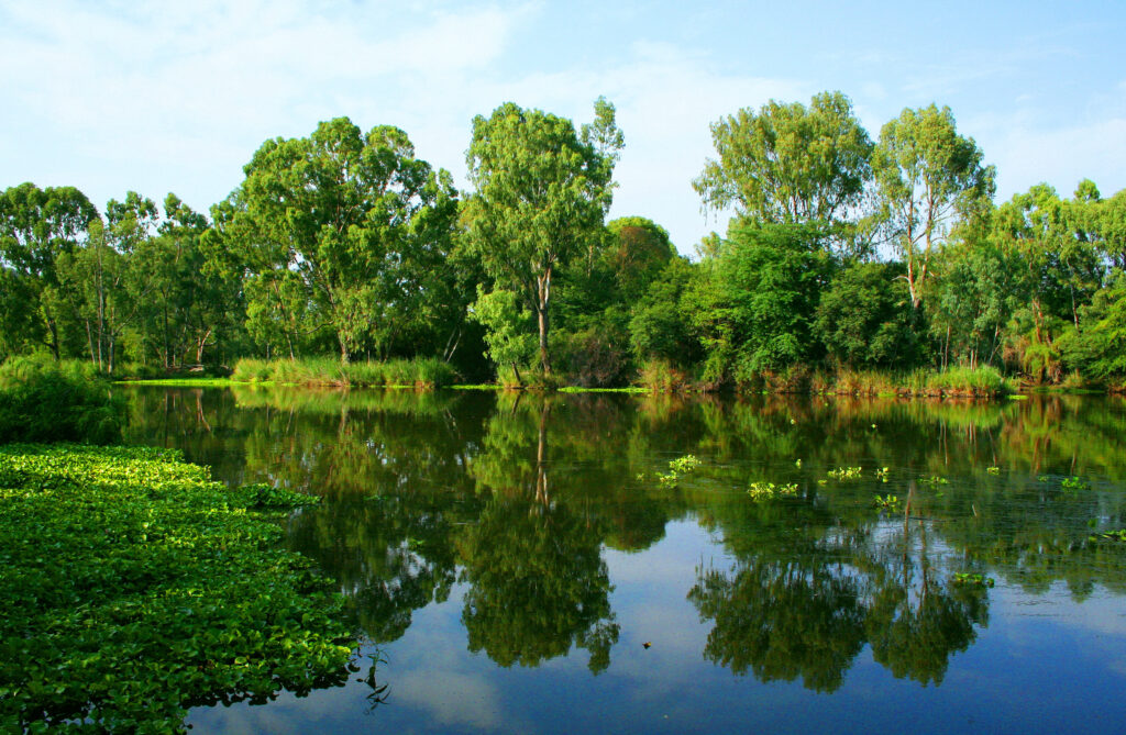 Serene summer river with lush green trees reflected in calm clear water under warm daylight Wallpaper