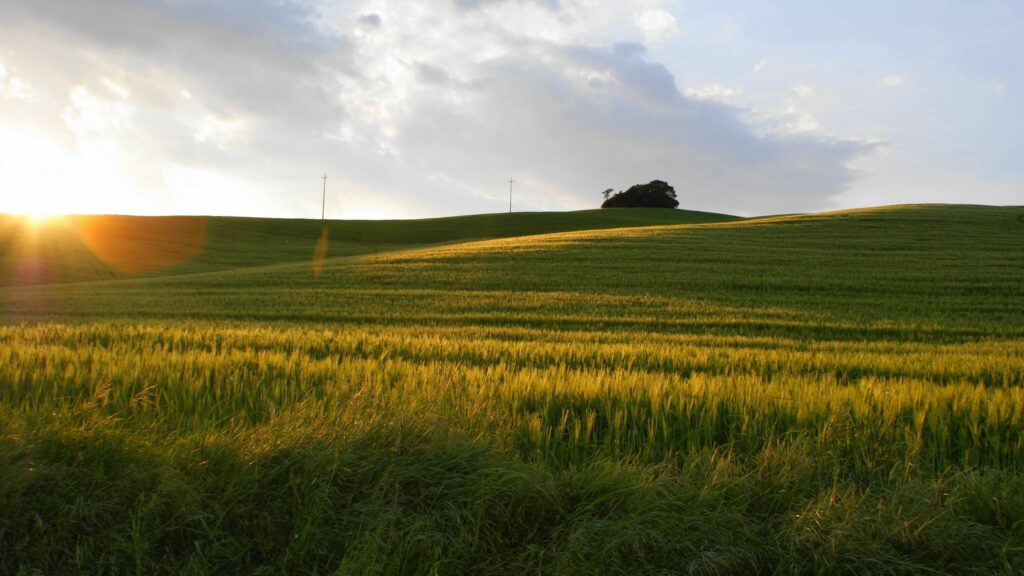Golden rye field at dusk with rolling hills peaceful summer nature wallpaper background