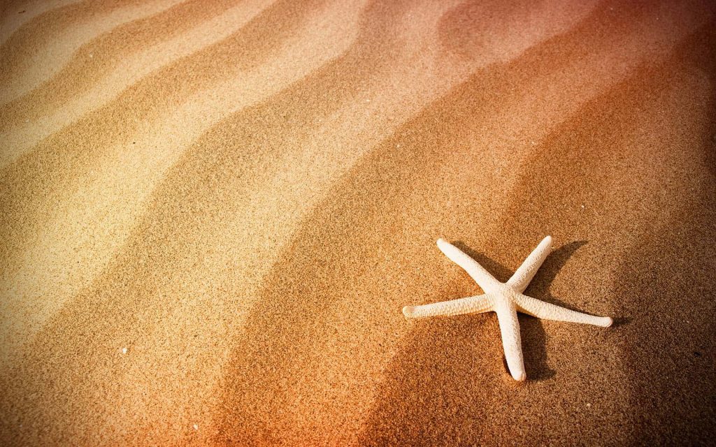 White starfish on rippled golden sand beach with warm natural light summer wallpaper background