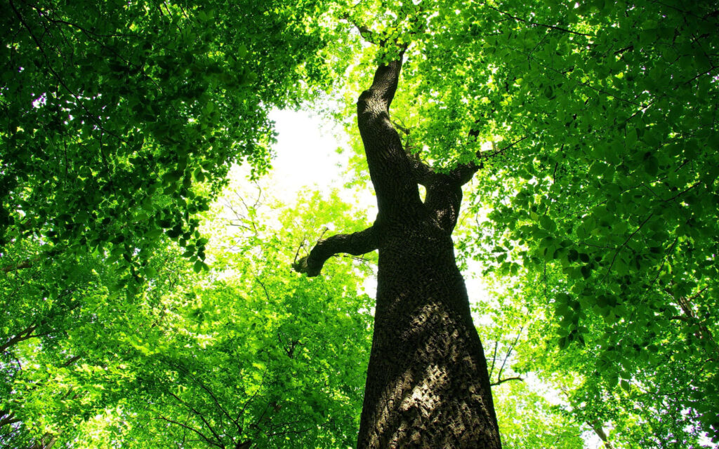 Serene Summer Tree Wallpaper: Lush Greenery & Sunlit Ambiance