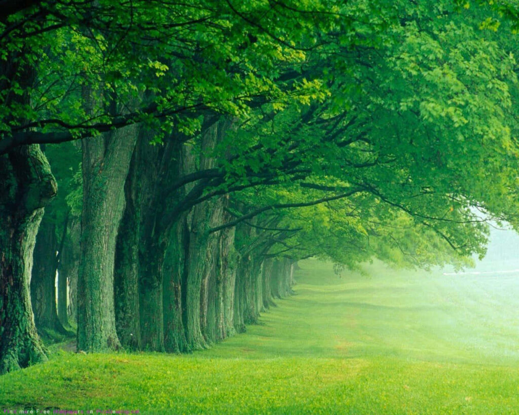 Serene Summer Wallpaper: Lush Green Pathway with Towering Trees
