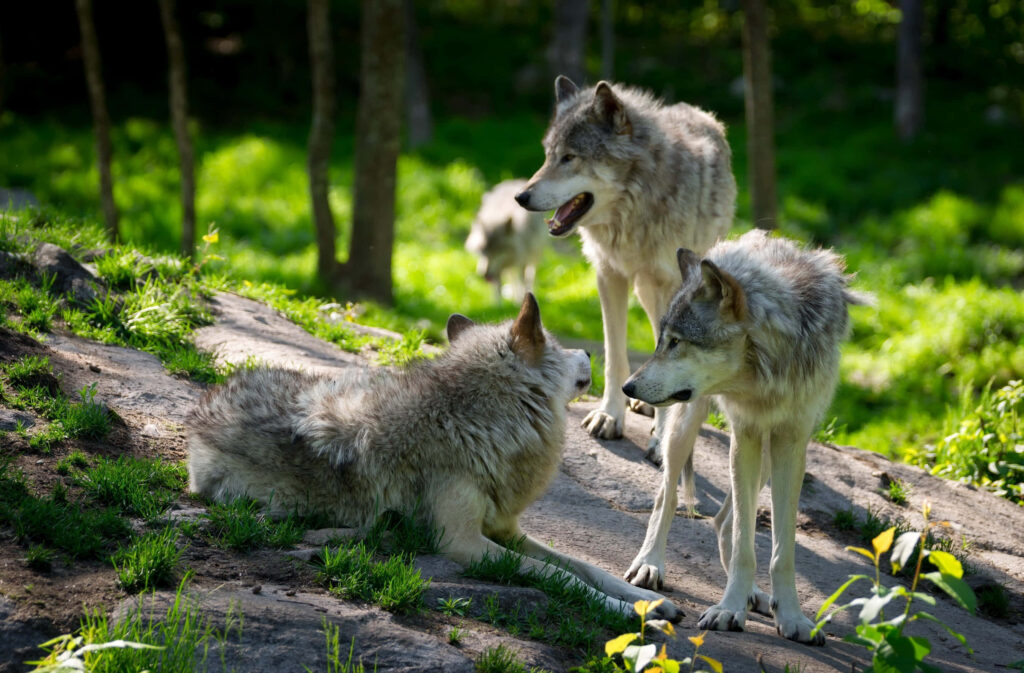 Majestic Wolves in a Lush Green Forest - Serene Summer Wallpaper