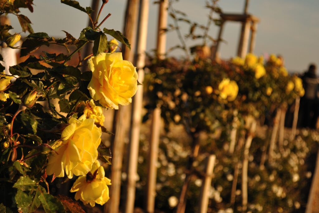 Serene Summer Background: Vibrant Yellow Roses & Rustic Fence Wallpaper
