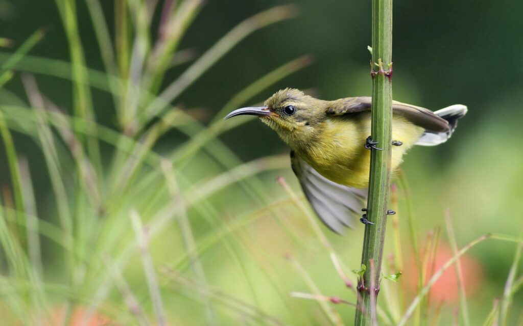 Vibrant Sunbird on a Branch: Serene Nature Scene Background Wallpaper