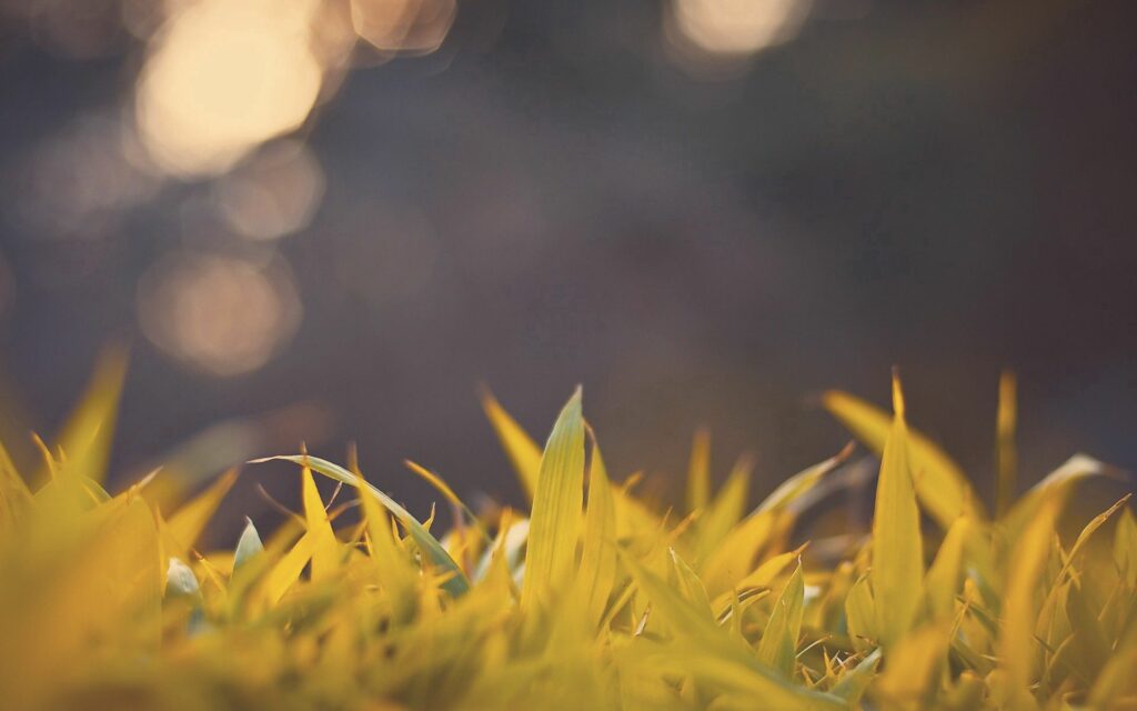 Serene Sunlit Grass Wallpaper: Bright & Peaceful Background