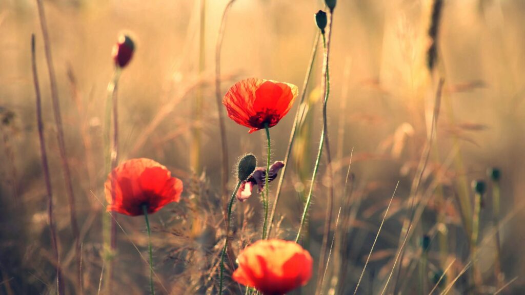 Serene 1920x1080 Poppy Wallpaper: Vibrant Field with Motion Blur