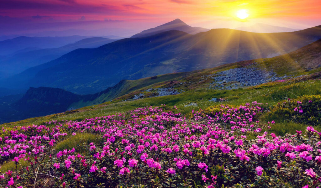 Sun-kissed Blooms: Majestic Mountain’s Spring Awakening - Captivating 4K Spring Background Wallpaper