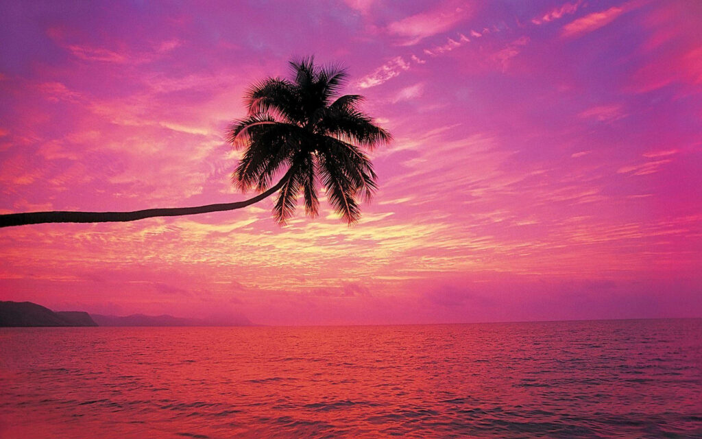 Tranquil Sunset Beach Scene with Silhouetted Palm Tree Reflection Wallpaper