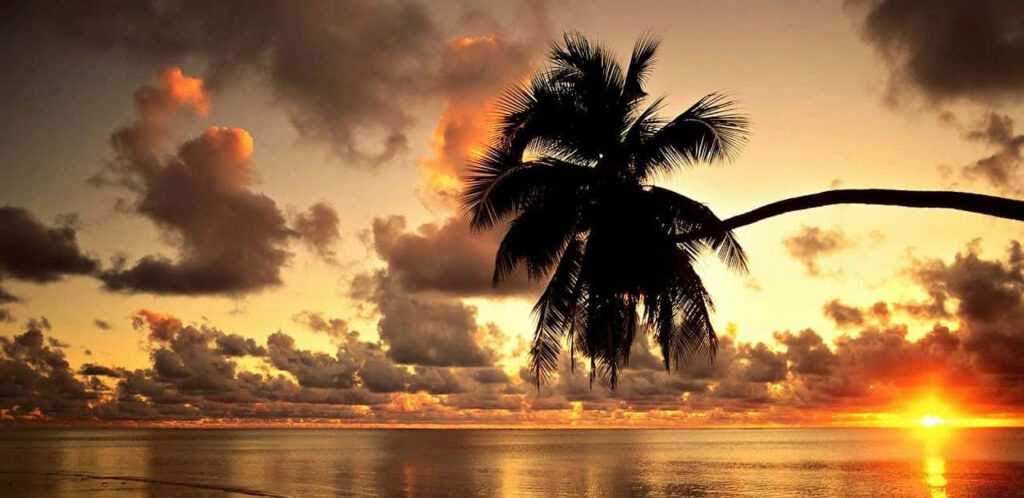 Serene Beach Sunset Wallpaper with Silhouetted Palm Tree
