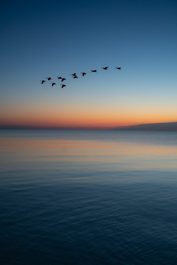 Flock of birds gliding over calm water at sunset with warm orange and deep blue sky background Wallpaper