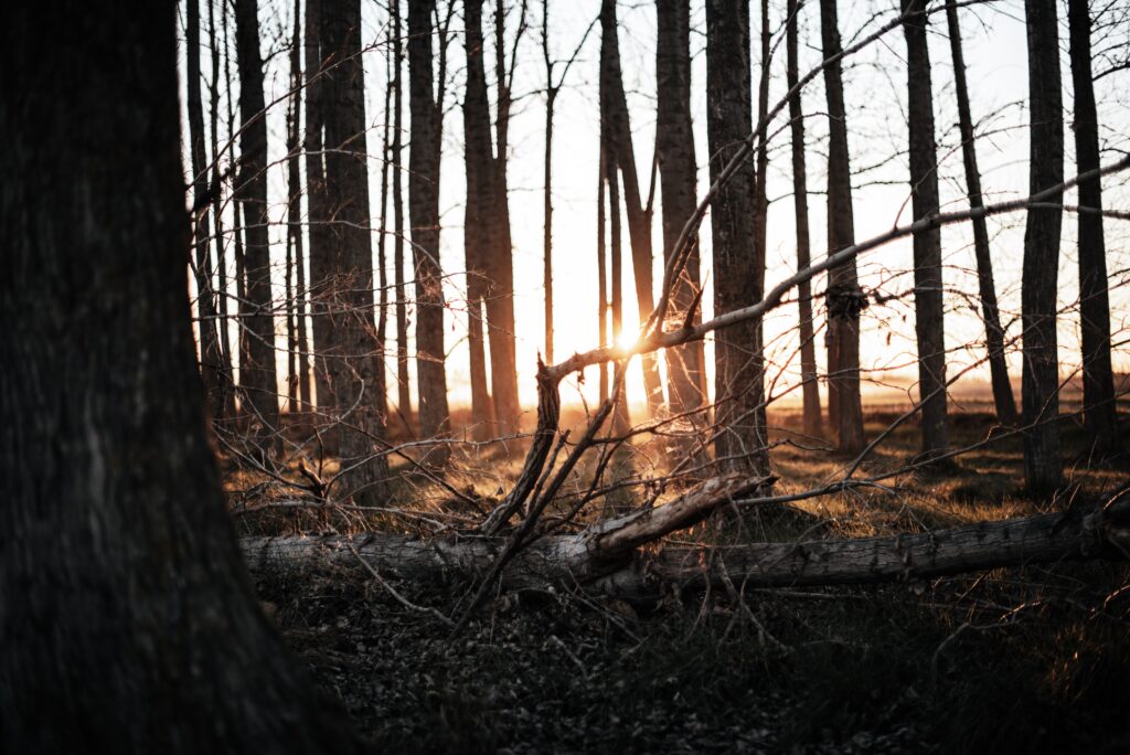 Serene forest sunset wallpaper with tall trees golden sunlight fallen branches and soft grass