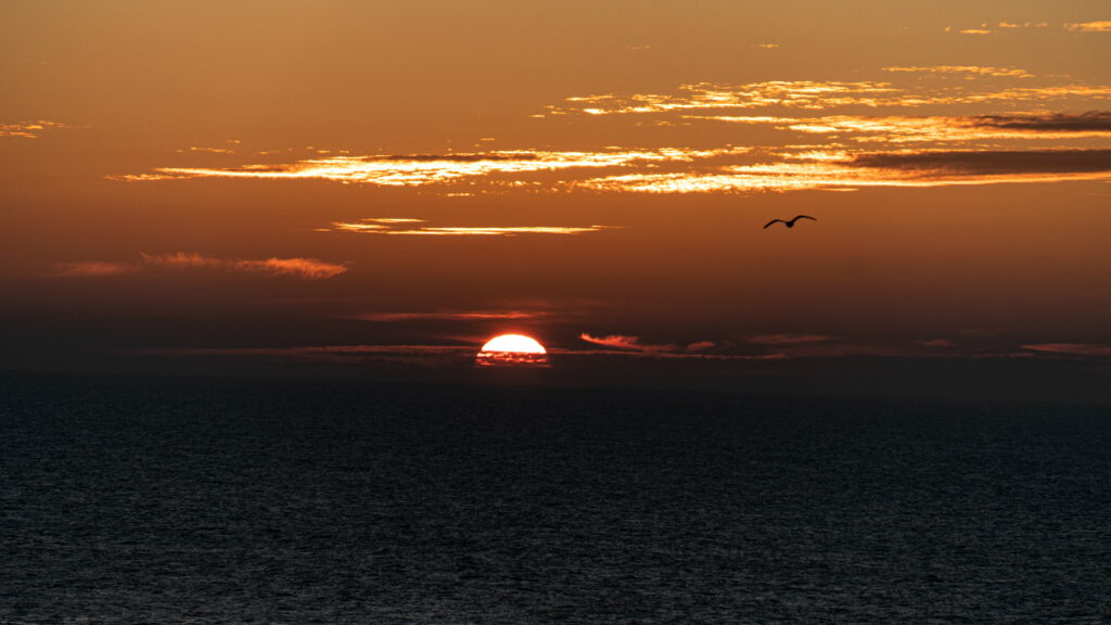Serene Sunset HD Wallpaper: Tranquil Ocean with Soaring Bird