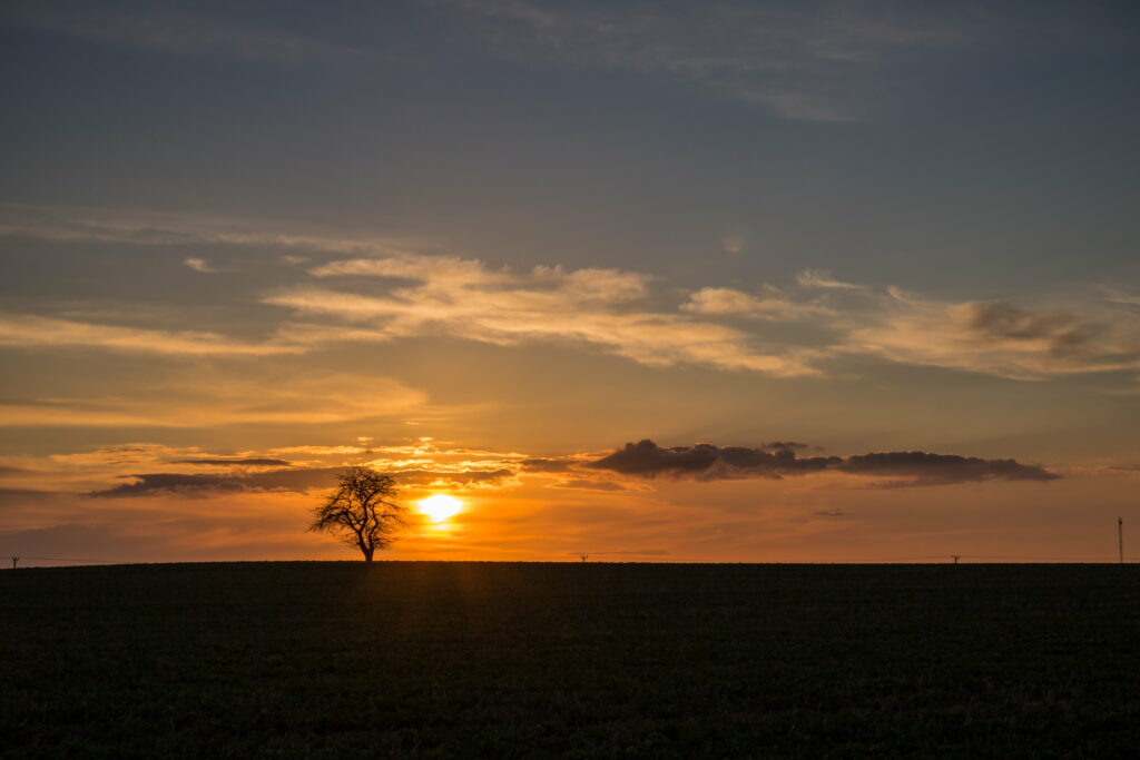Serene Sunset HD Wallpaper: Solitary Tree Against Warm Horizon