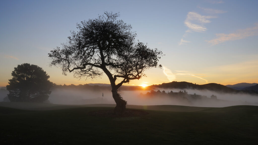 Lone tree in foggy field at sunset with golden blue sky serene landscape wallpaper background