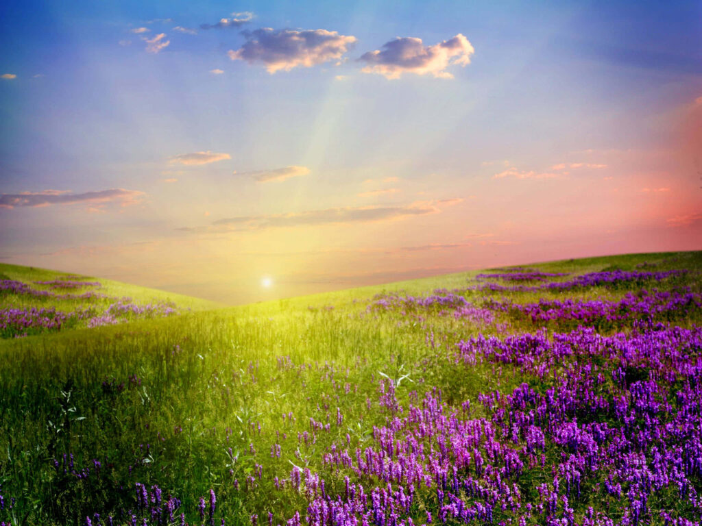 Stunning Sunset Over Lavender Field – Serene Landscape Wallpaper