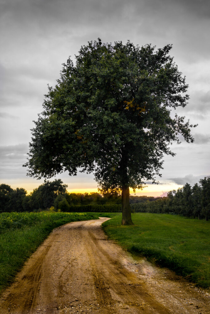 Winding dirt road under large tree with green grass sunset sky serene natural landscape wallpaper