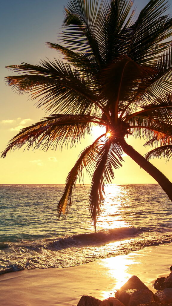 Tropical Serenity: Majestic Palms and Tranquil Seascape at Sunset - HD Phone Wallpaper