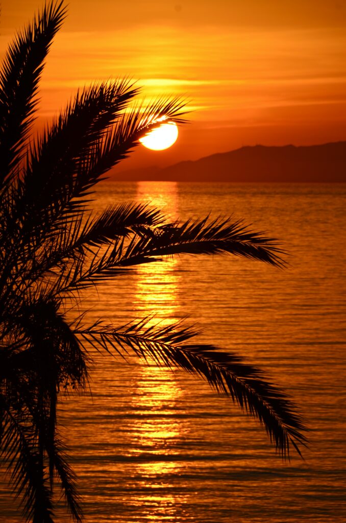 Serene sunset wallpaper with silhouetted palm tree over calm sea and warm orange reflections