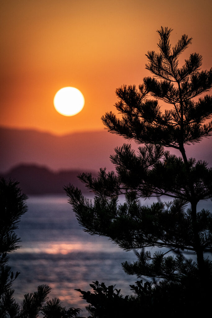 Serene sunset over calm water with silhouetted tree branches in orange and purple hues wallpaper