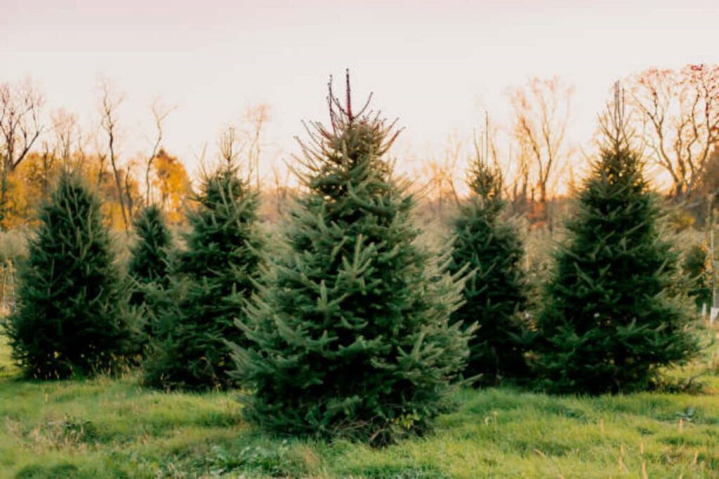 Tranquil Sunset Over a Serene Christmas Tree Farm Landscape Wallpaper