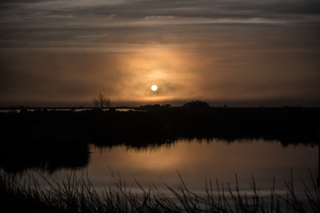 Serene sunset over grassy horizon with sun reflecting on calm water and silhouetted plants Wallpaper