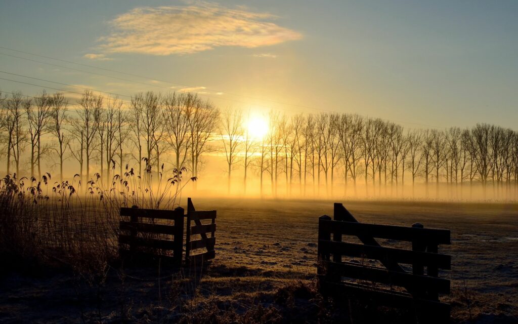 Serene sunset over misty field with golden light illuminated bare trees and rustic fence wallpaper