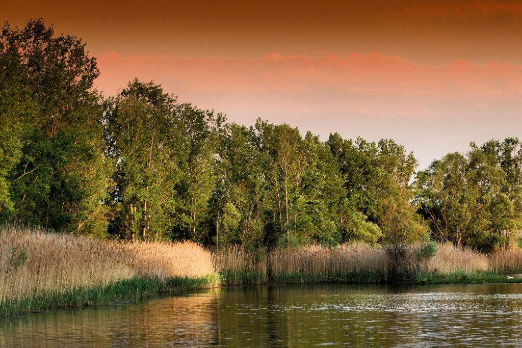 Serene sunset over tranquil lake with tall grasses lush trees and warm orange pink sky reflection Wallpaper