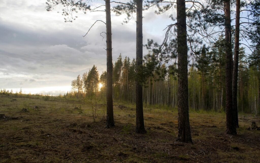 Sunset over dense pine forest with soft light filtering through tall trees peaceful nature wallpaper