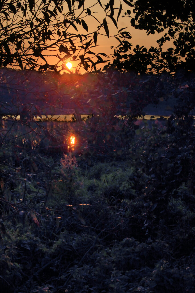 Serene sunset with golden sun reflecting on calm water framed by dark branches and bushes Wallpaper