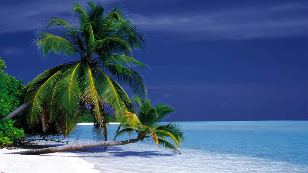 Tropical Bliss: Immerse Yourself in the Serene Majesty of a Radiant Palm Tree at Sunset - High-Quality Desktop Wallpaper