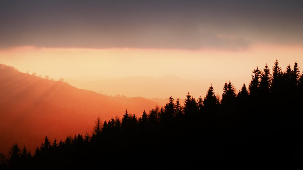 Silhouetted trees on foggy hillside at sunset warm orange gold serene landscape wallpaper background