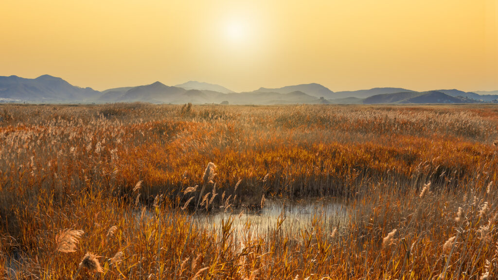 Serene sunset swamp wallpaper with golden reeds and distant mountains under warm glowing sky