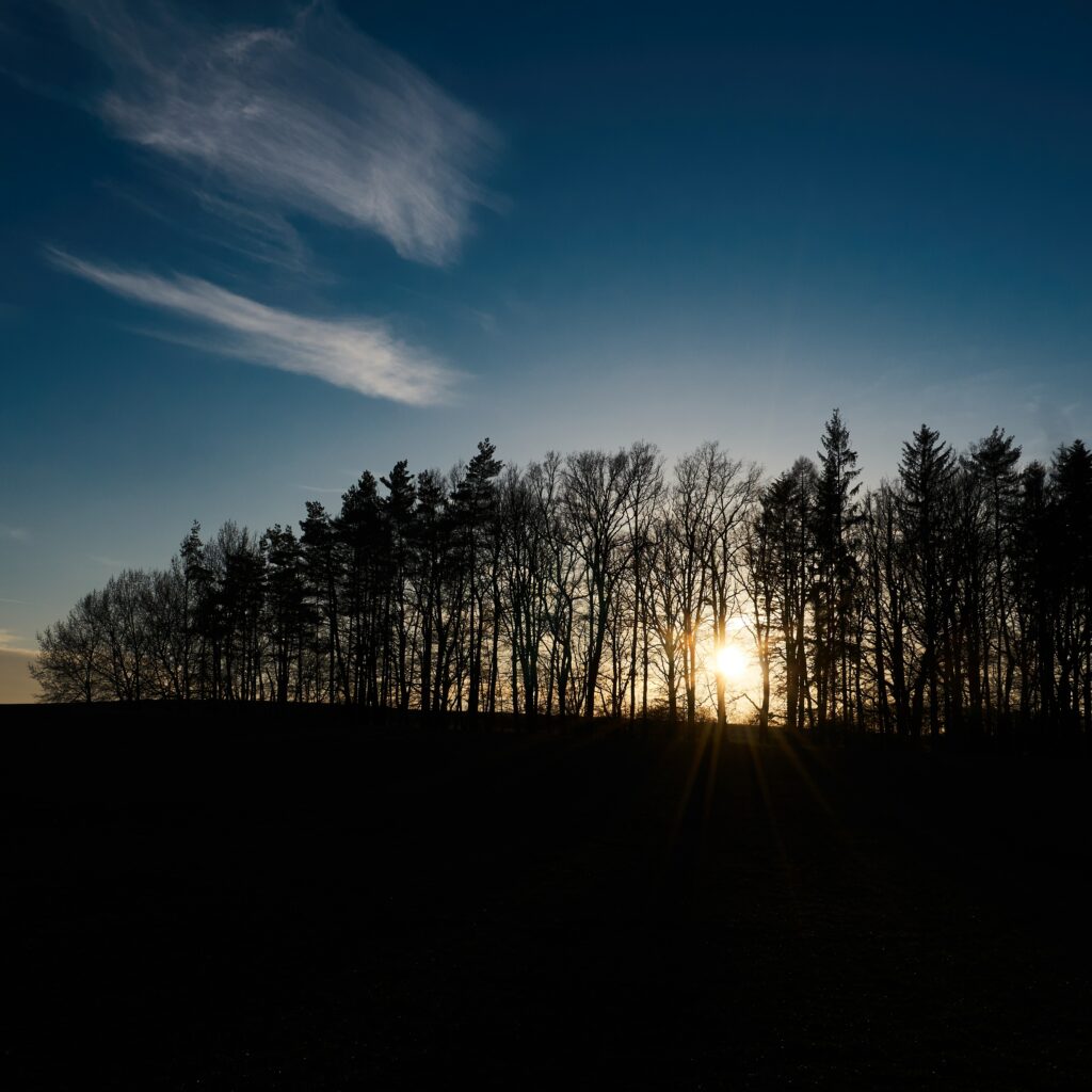 Serene sunset wallpaper with tall tree silhouettes and soft sunlight in deep blue sky