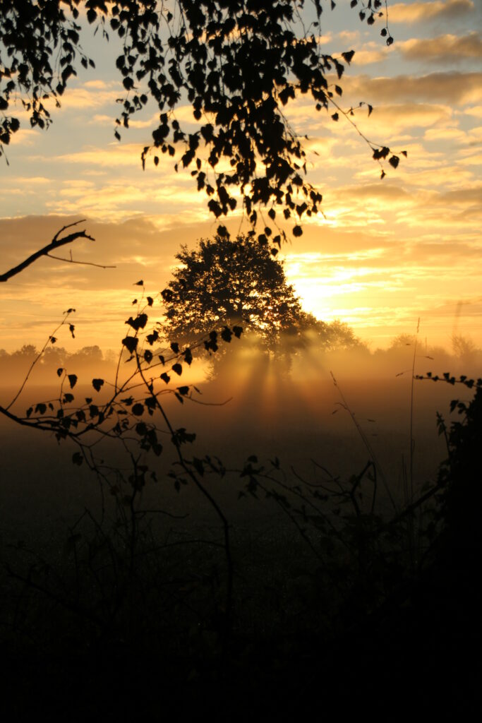 Serene sunset wallpaper with golden rays through silhouetted tree and misty tranquil landscape