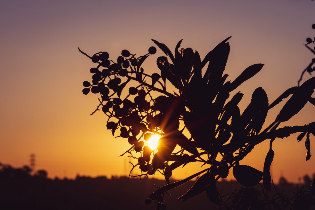 Serene sunset with golden rays through leafy branch and berries warm tranquil wallpaper background