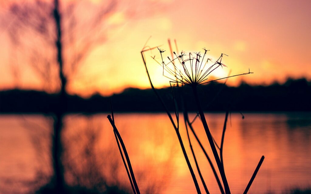 Serene Grass Silhouette Wallpaper with Sunset & Calm Water