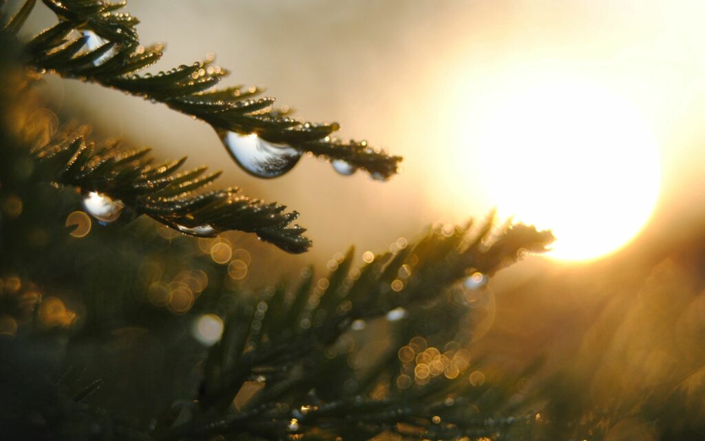 Serene Sunset Tree Branches with Water Droplets - Wallpaper Background