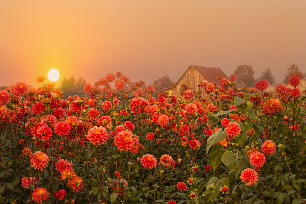 Serene Sunset Wallpaper: Vibrant Flowers & Rustic Barn Background