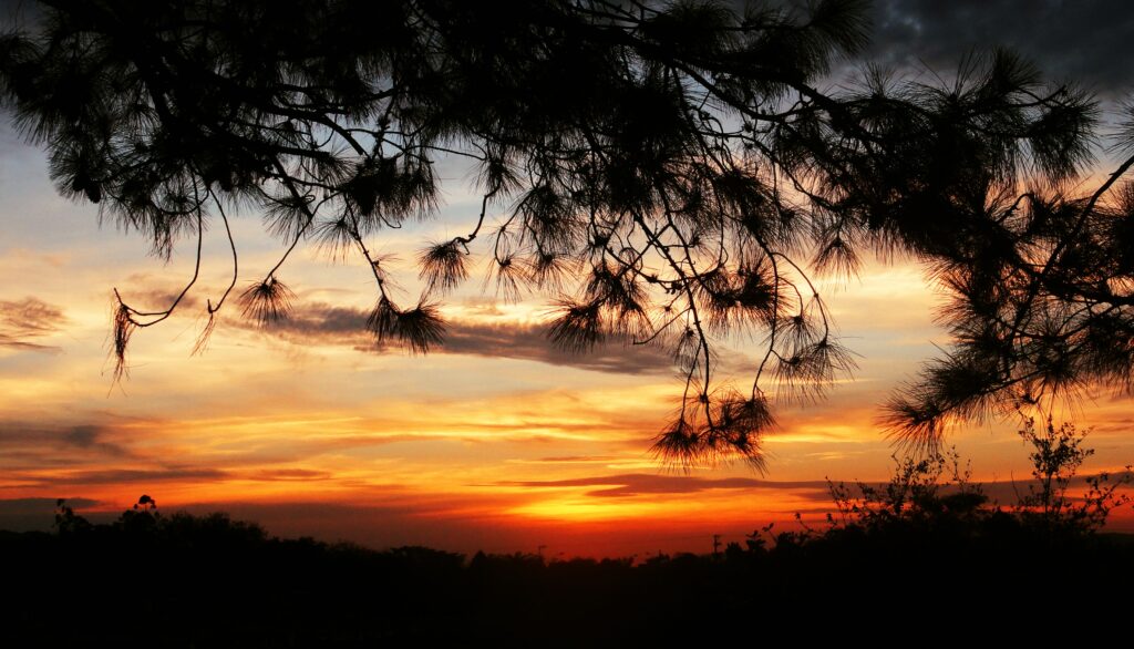 Serene sunset wallpaper with vibrant orange golden sky and silhouetted tree branches framing landscape