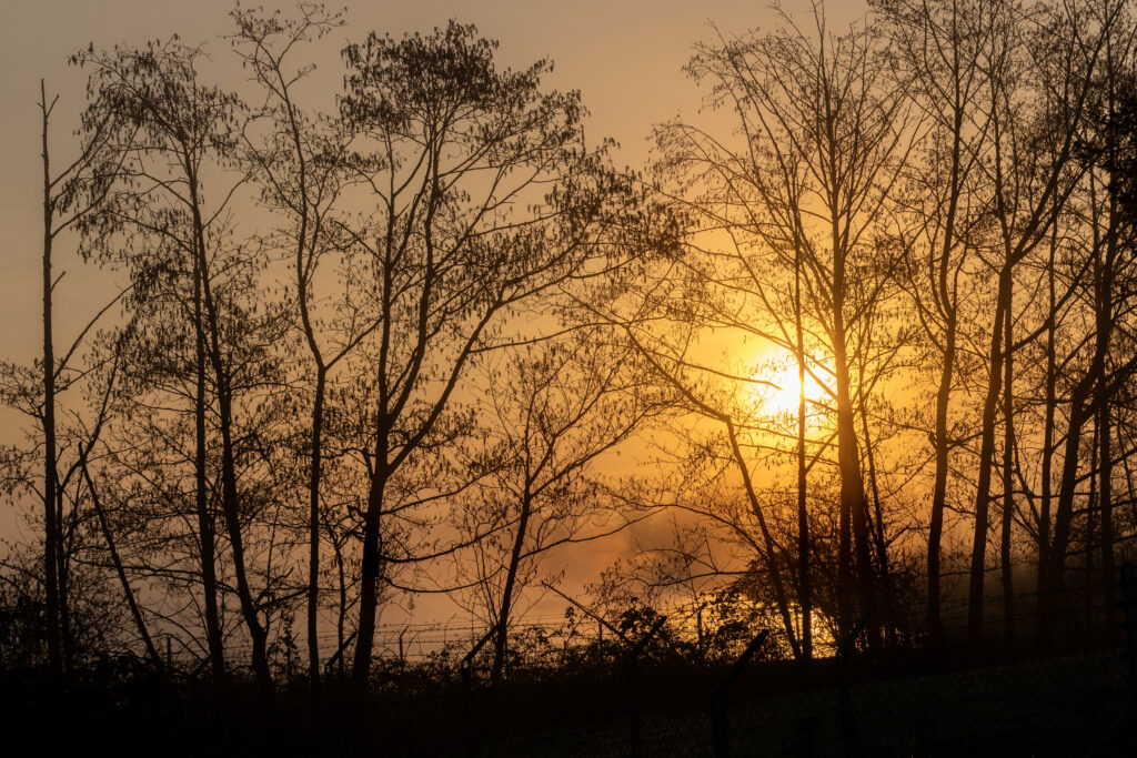 Sunset glow through tree branches with amber sky silhouette peaceful serene wallpaper background