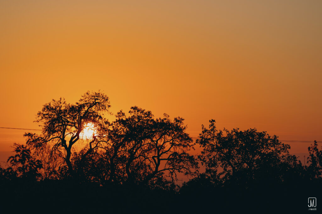 Sunset wallpaper with glowing sun behind tree branches casting dark silhouettes orange sky