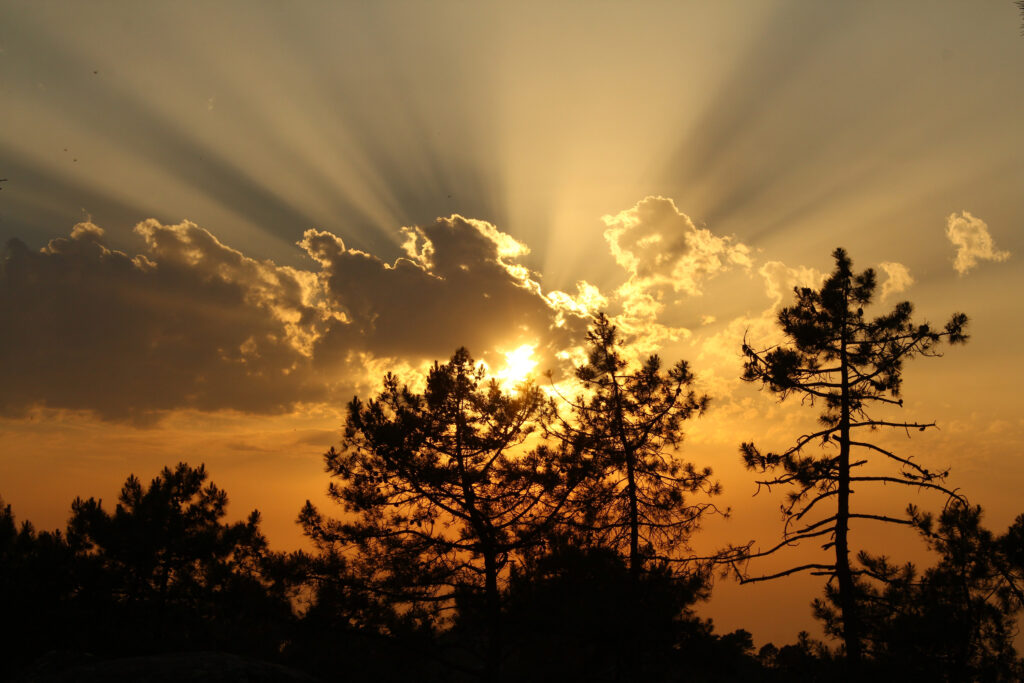Sunset with golden rays through dramatic clouds and tall tree silhouettes in warm hues Wallpaper