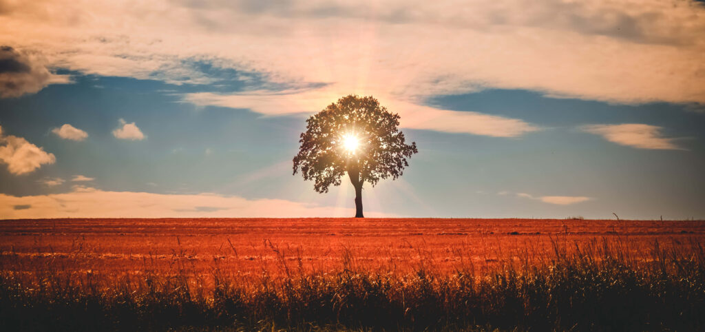 Serene Solitary Tree Wallpaper: Tranquil Sunset Background