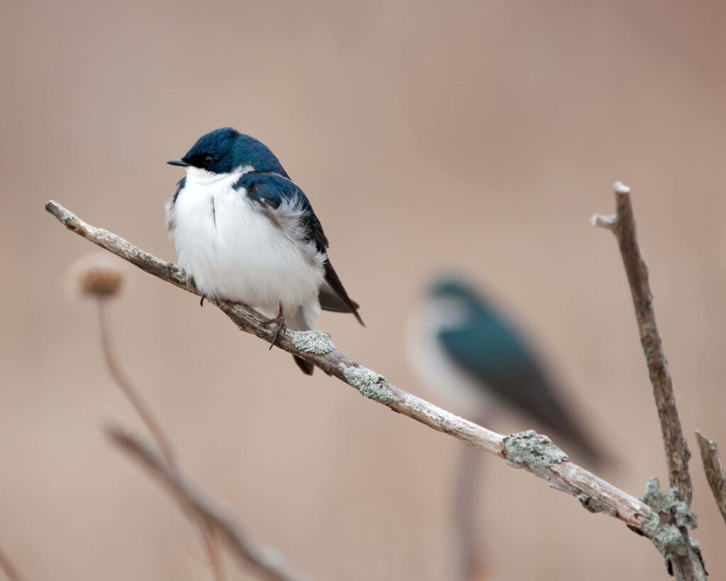 Serene Swallow Perched on Branch - Elegant Nature Wallpaper