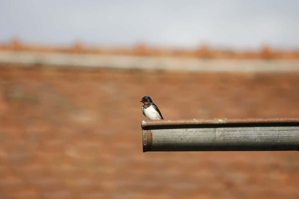 Serene Swallow on Metal Bar: Tranquil Earthy Background Wallpaper