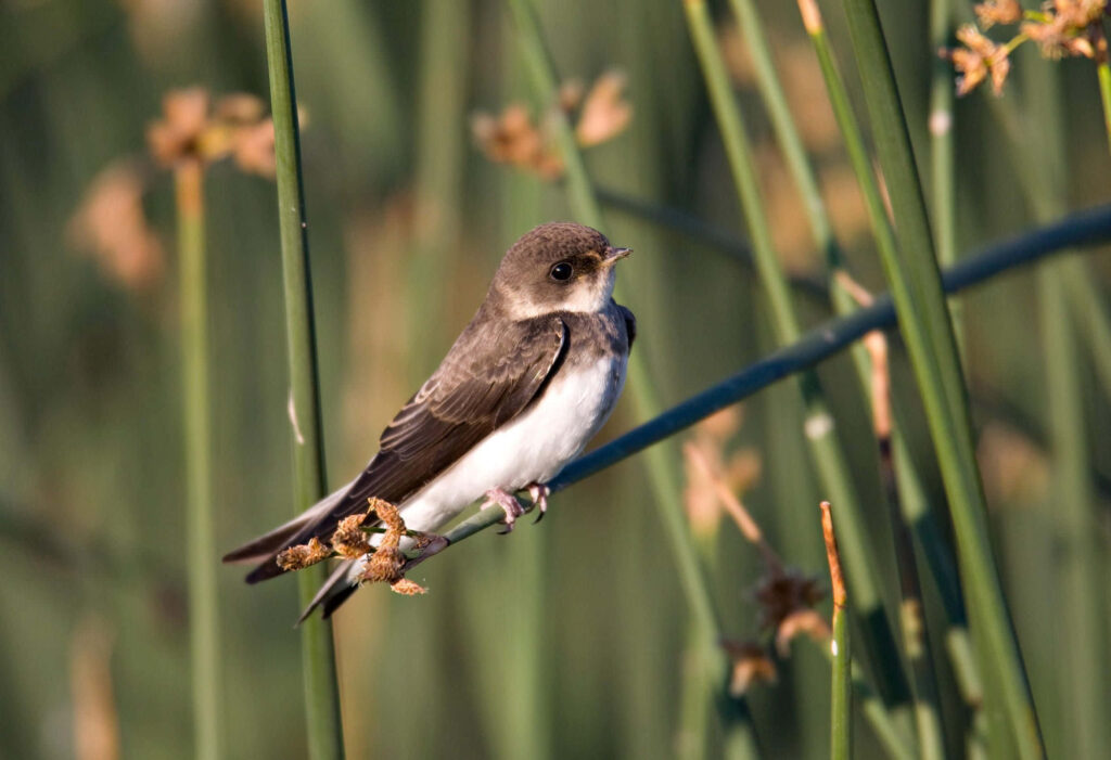 Serene Swallow Perched on Reed in Natural Habitat Wallpaper
