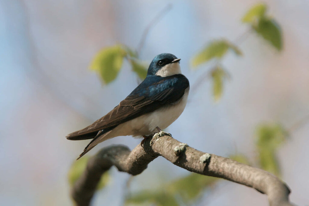 Serene Swallow on Tree Branch - Tranquil Nature Wallpaper