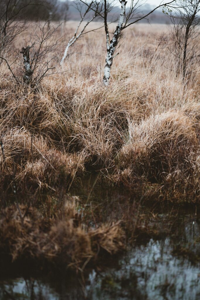 Serene swamp landscape with golden grasses birch trees and reflective water nature wallpaper background