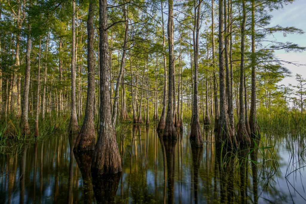 Serene swamp with tall slender trees and perfect water reflections in lush green forest wallpaper